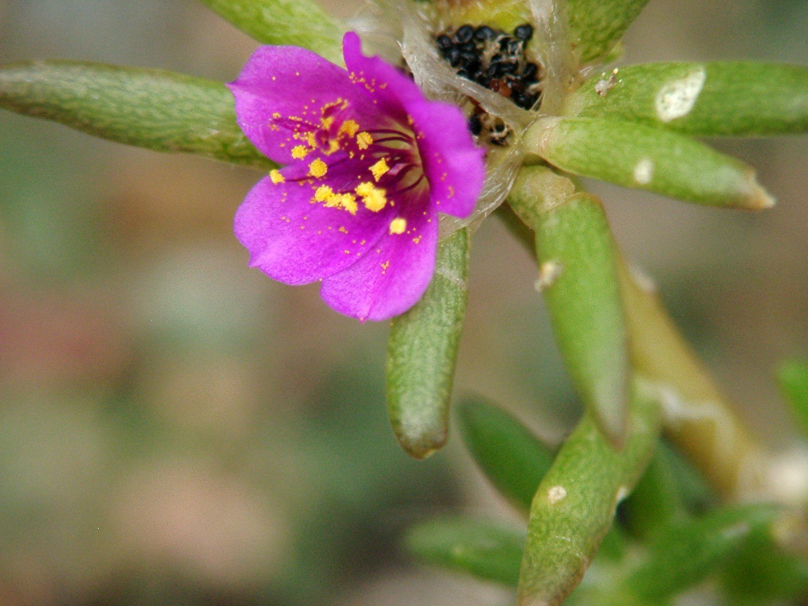 マツバボタンの花と種