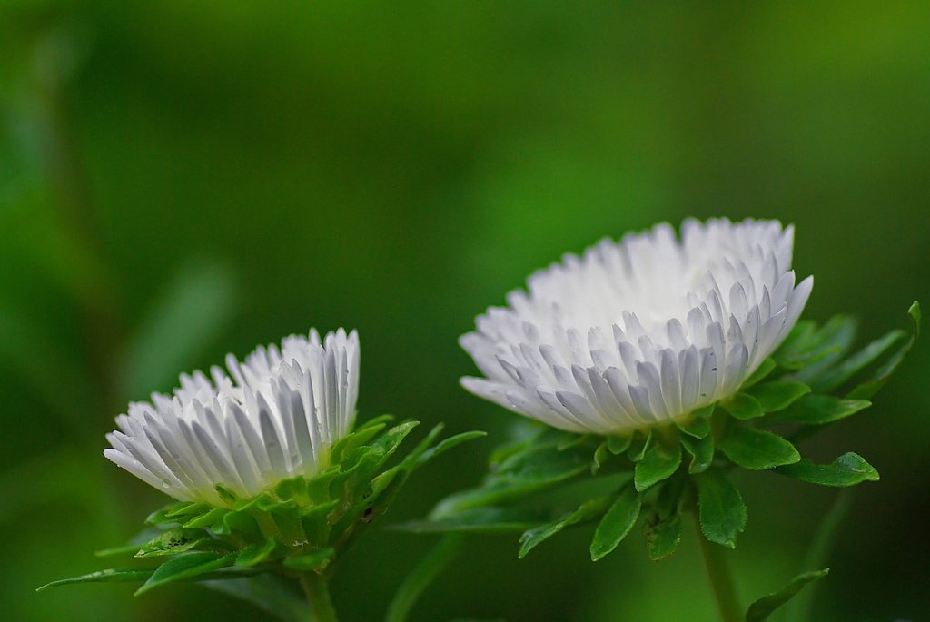 開花
