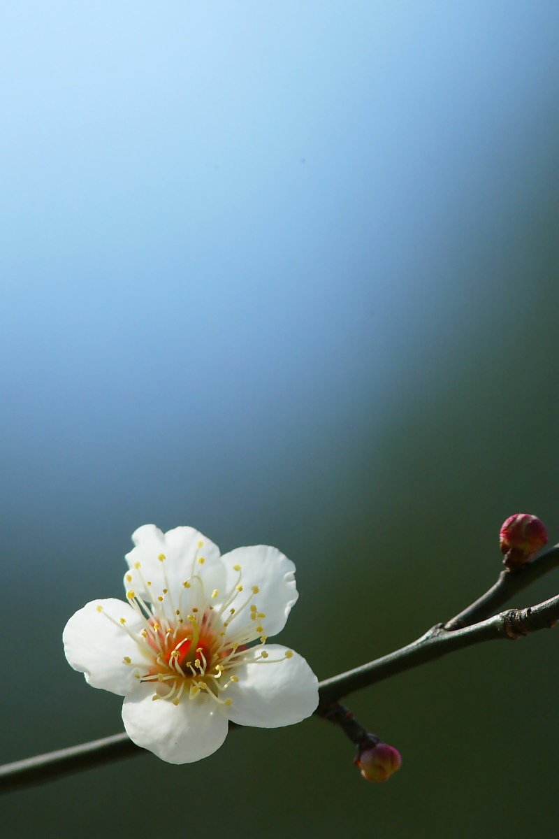 梅の花