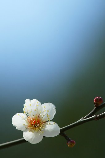 梅の花