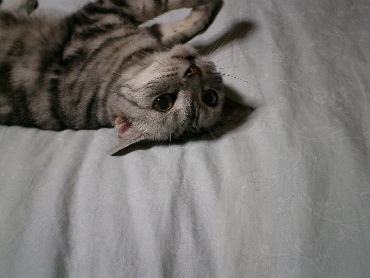 猫