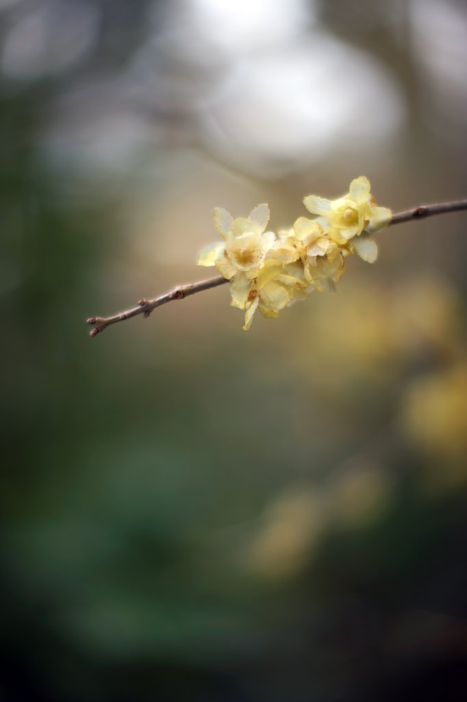 ノクトニッコール５８ｍｍF1.2