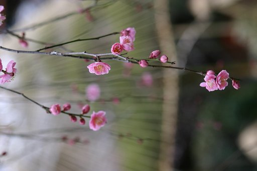 さがり梅