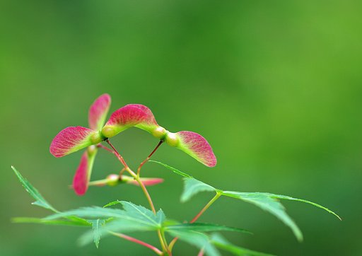 初夏へのいざない