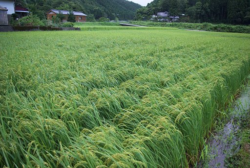 大雨に打たれてコシヒカリがぐったりと