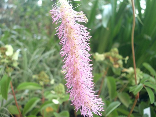売り場の花−カライトソウ