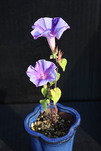 つる無し朝顔