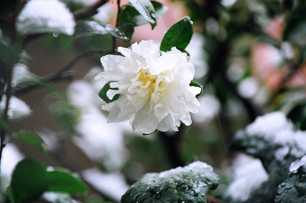 雪の日に