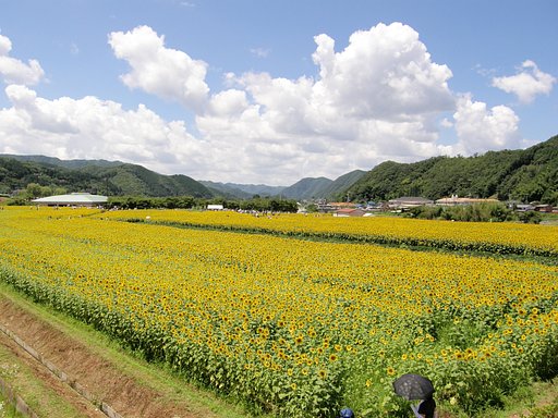 今年の南光のひまわり(1)
