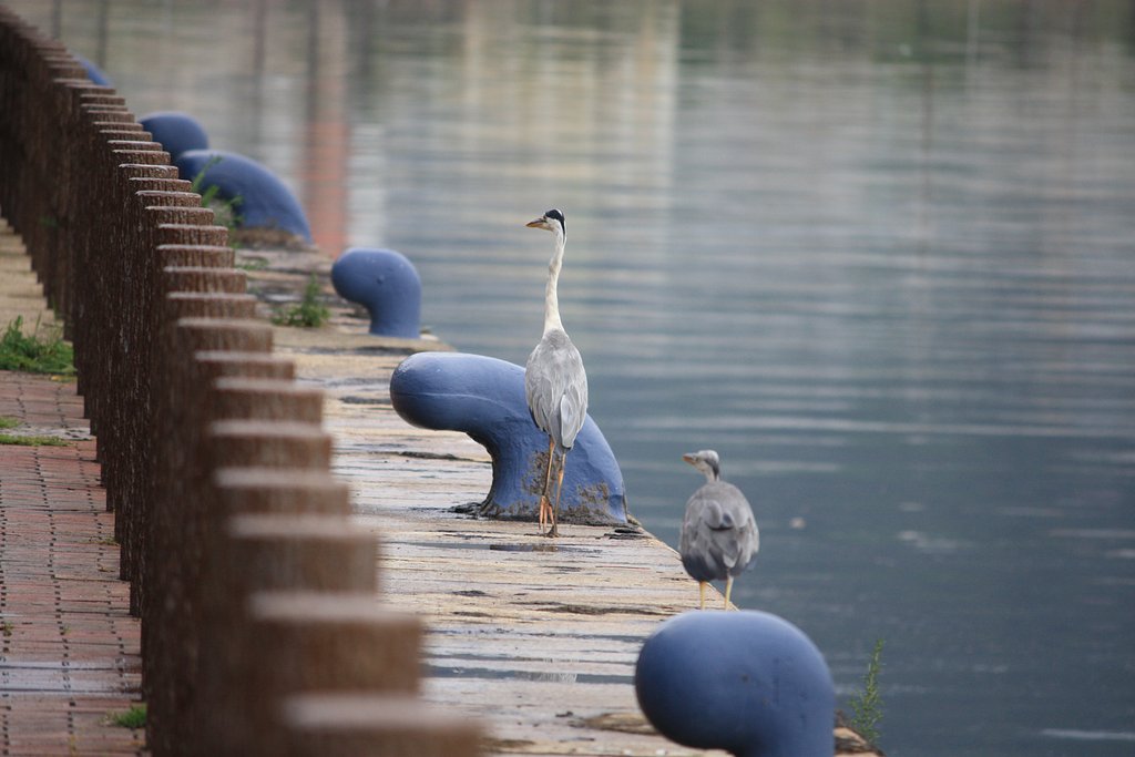 海辺のサギ