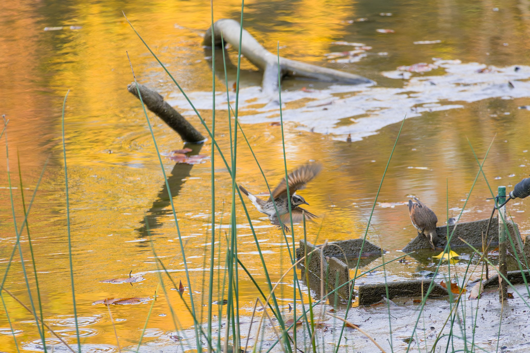 気が付けば冬鳥の季節
