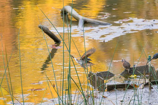 気が付けば冬鳥の季節