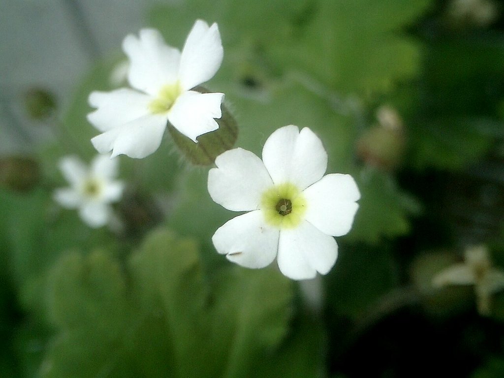 ユキザクラ