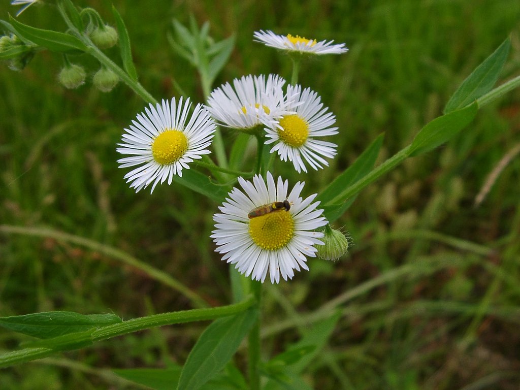 キク科の雑草に止まったトテモ小さい花アブ