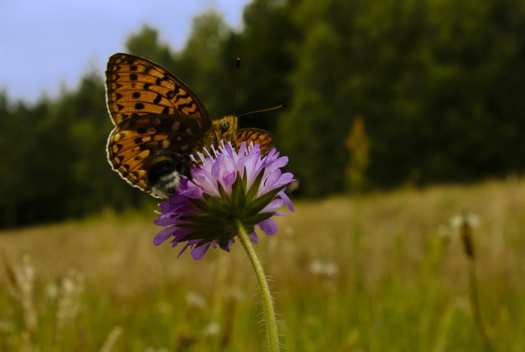 Butterfly and bumble-bee