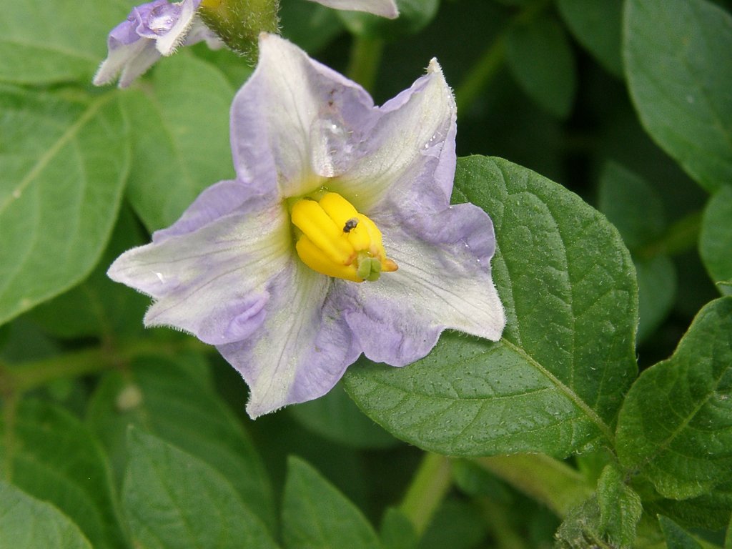 ジャガイモの花