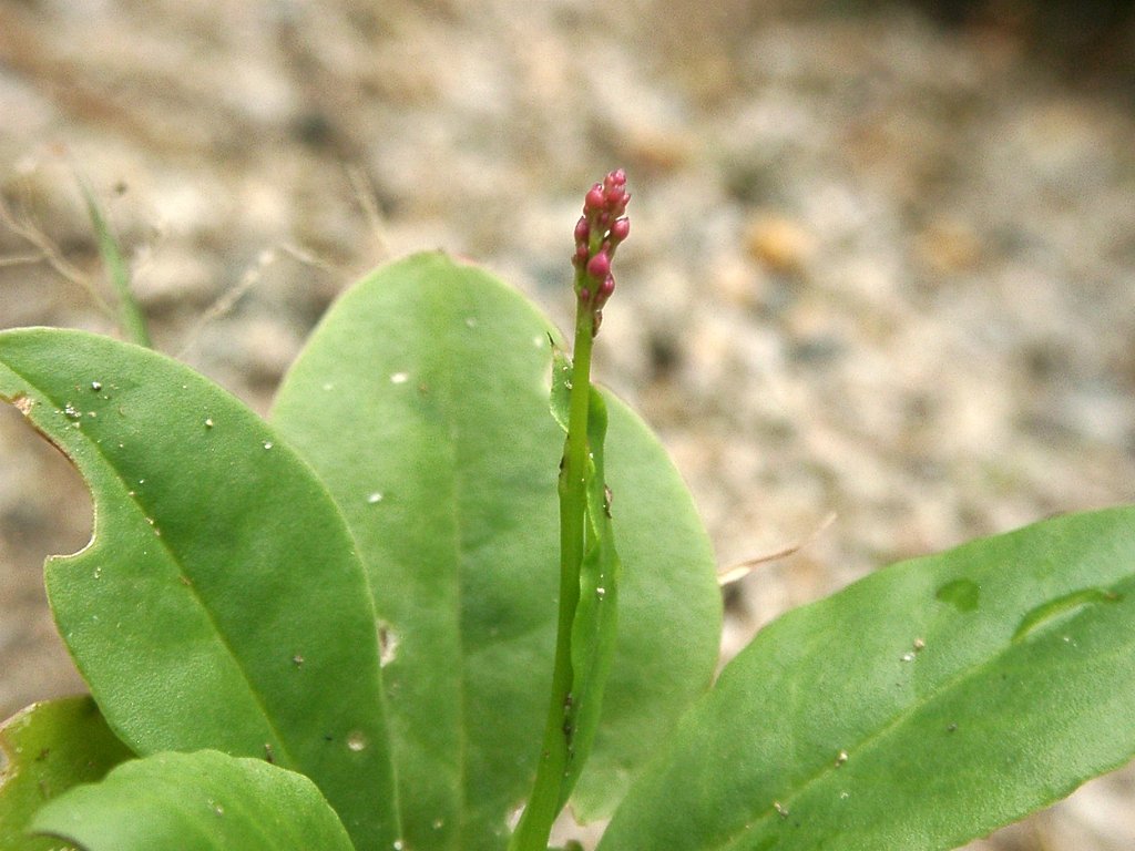ハゼランの花芽