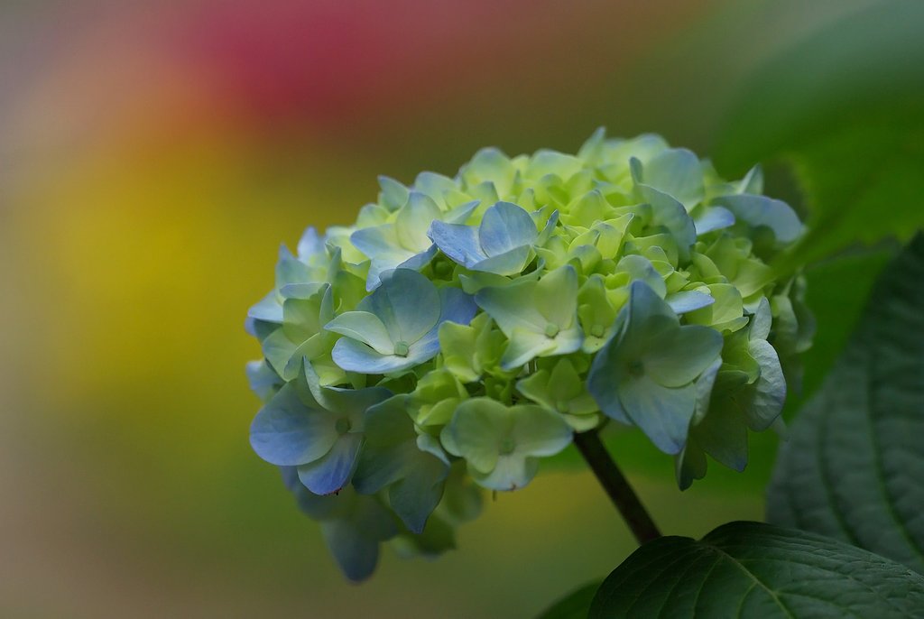 セイヨウアジサイ（西洋紫陽花）