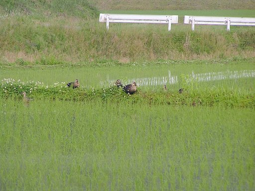カルガモ居残り部隊の朝食と田の風景