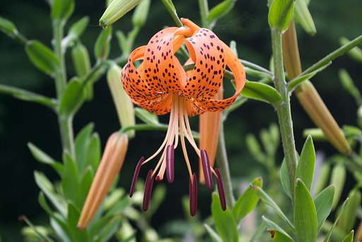 食用百合の花