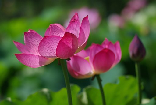 夏の陽光に輝く