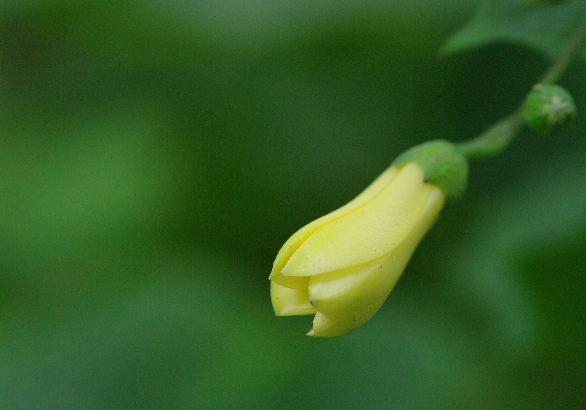 天涯の花