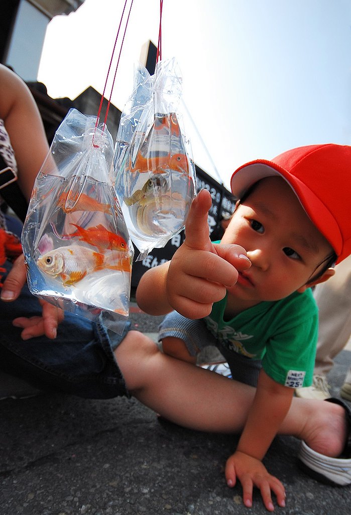 【祭】　金魚