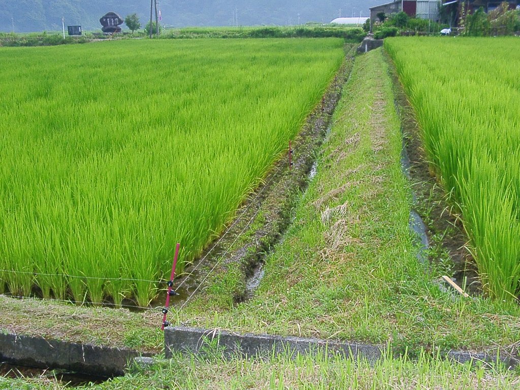 柳井手の水田草刈ほか