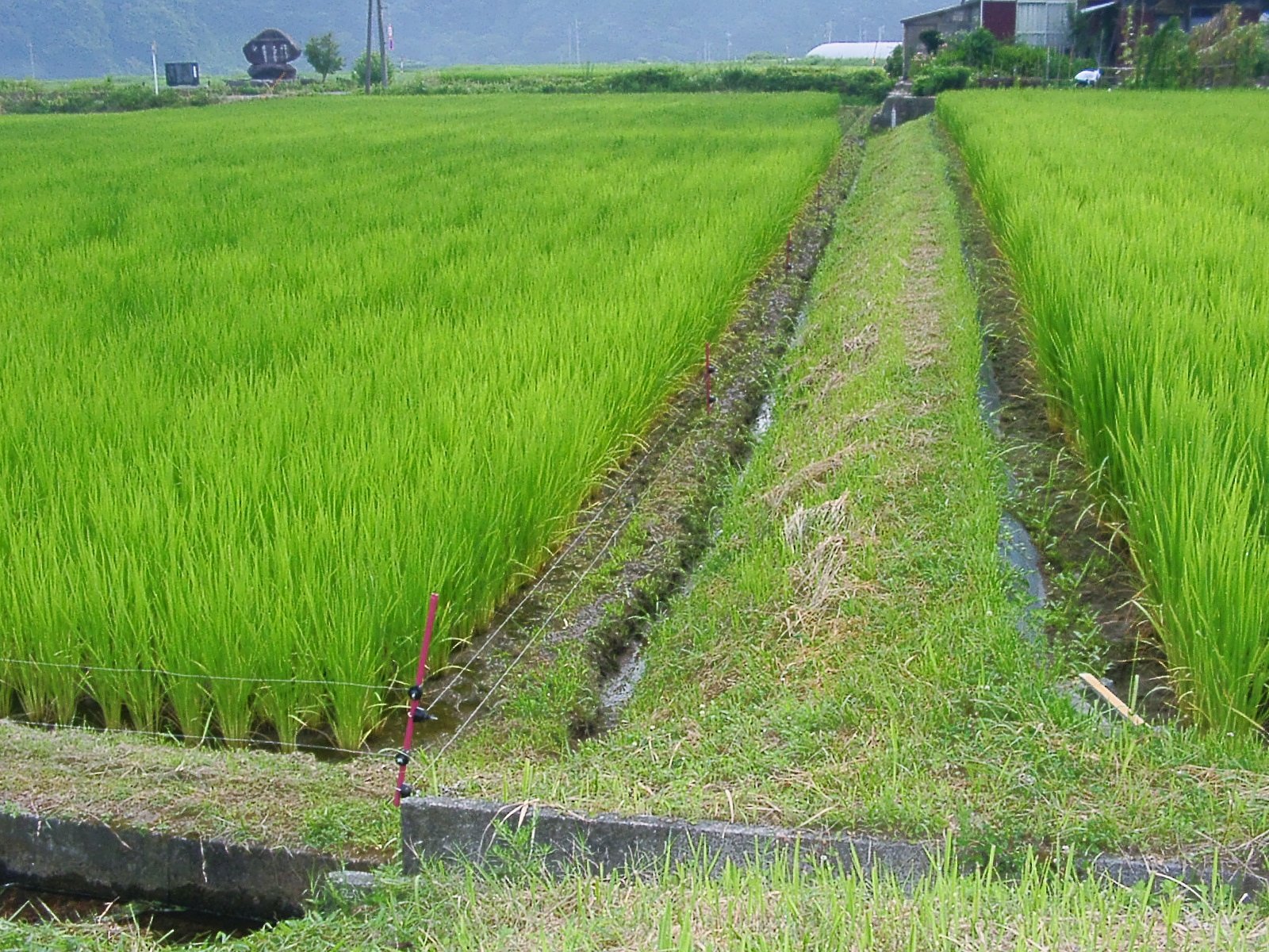 柳井手の水田草刈ほか