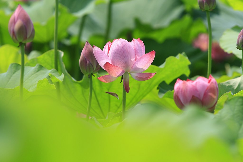 はらり