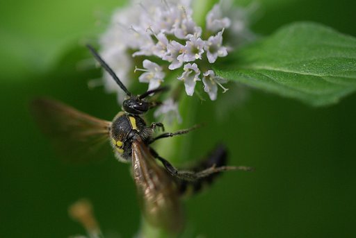 蜂のホバリング
