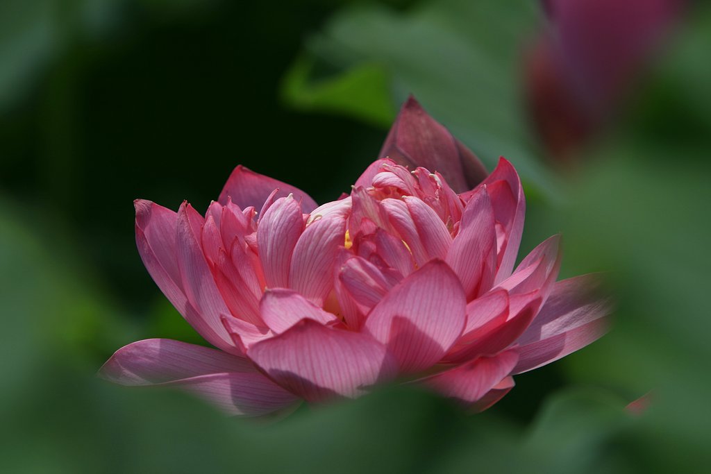 蓮華