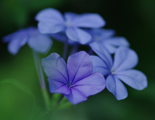 涼しげな