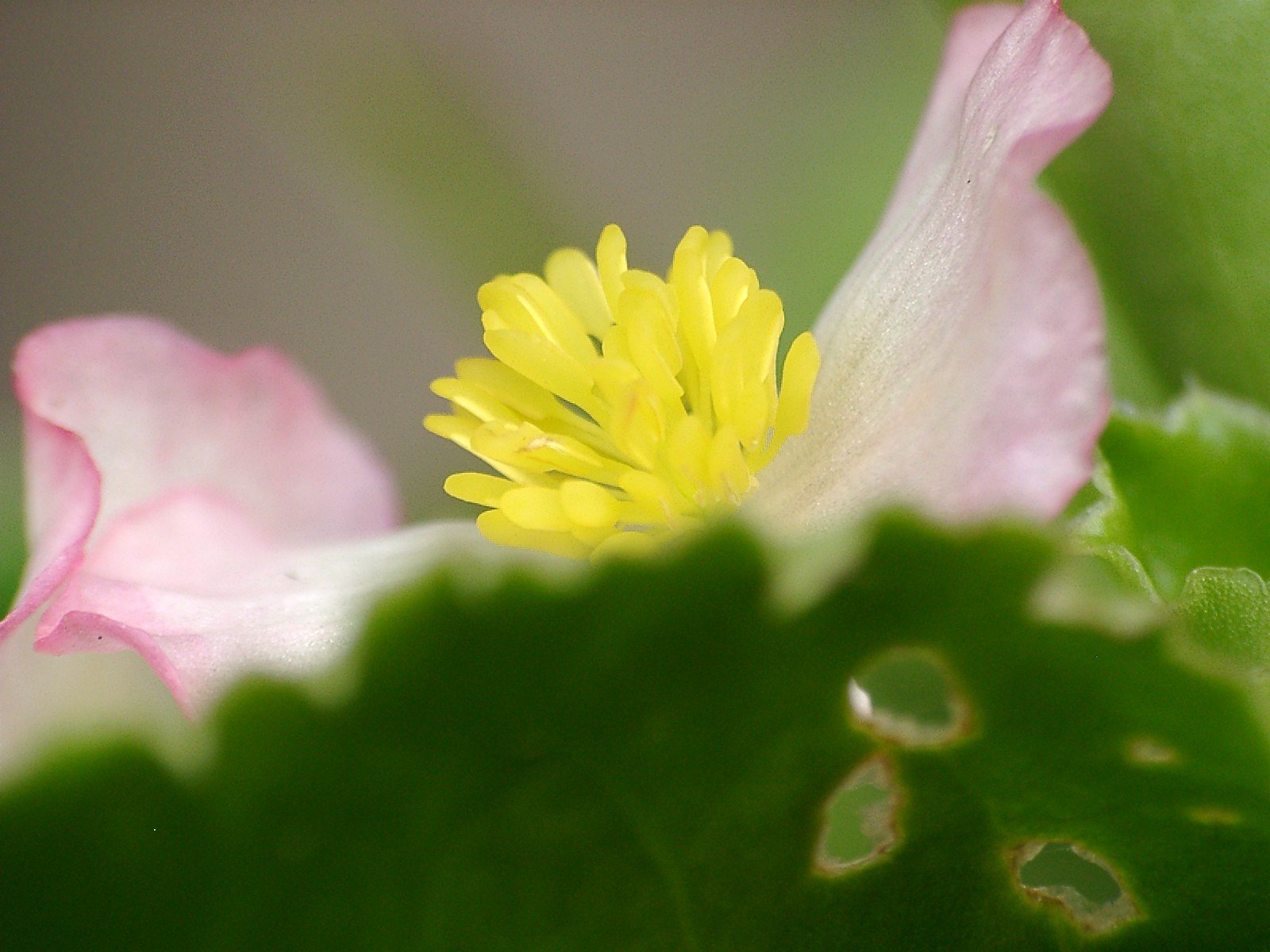黄色の蕊