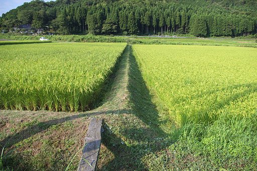 畦草刈