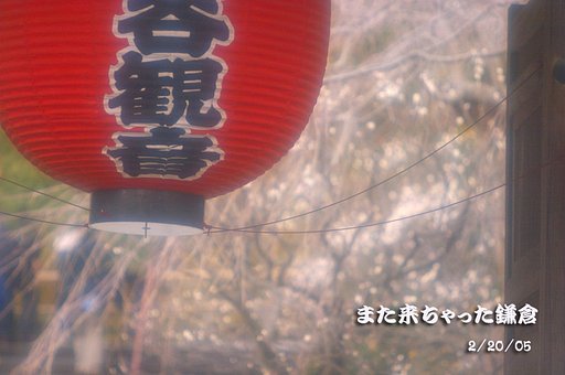 また来ちゃった鎌倉！