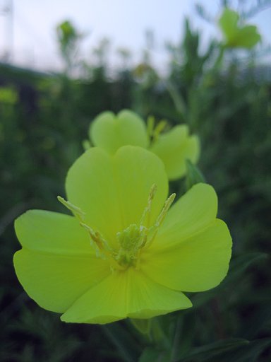 早朝の待宵草