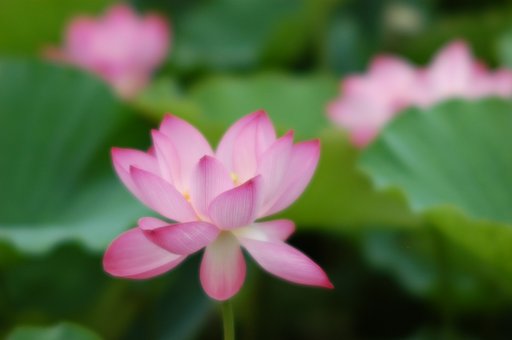 極楽浄土