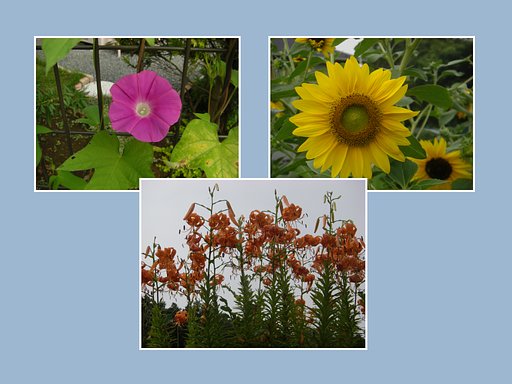 夏の花　３態