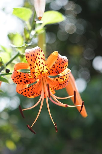 夏の朝に…