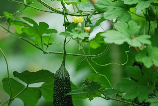暑中お見舞い申し上げます