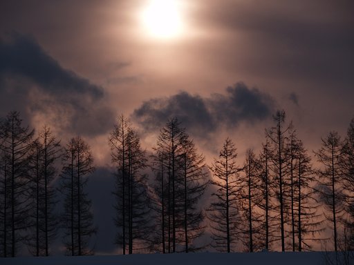 丘の境界木