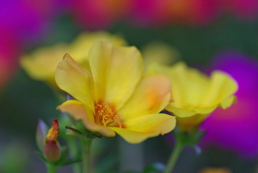 花のやさしさ