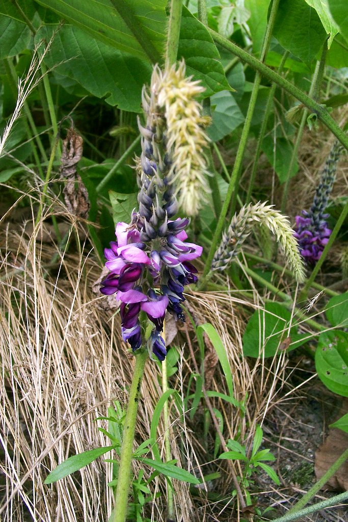 カラフルな葛の花