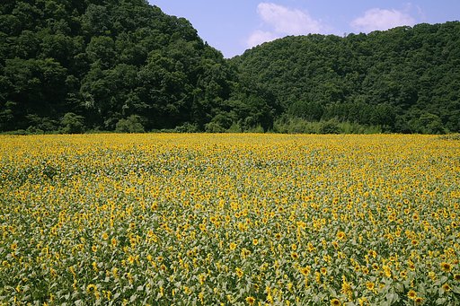 遂に満開で〜す
