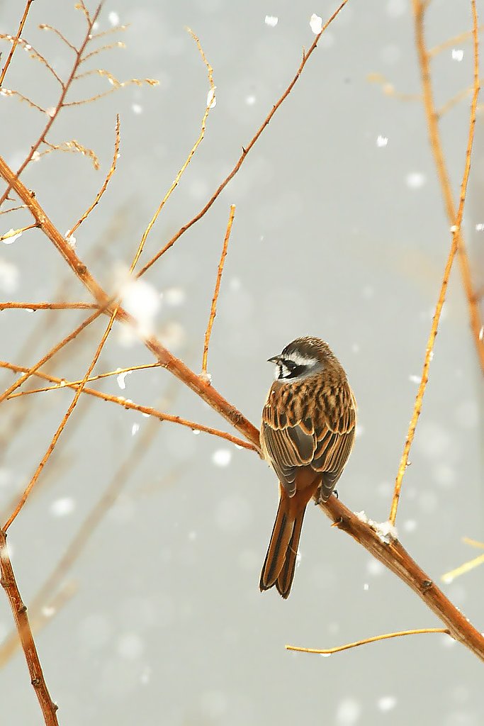 雪の中