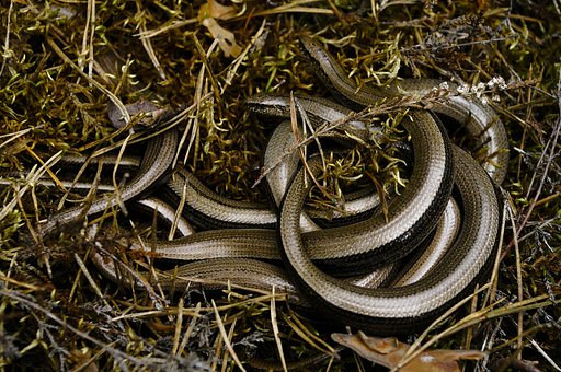 Anguis fragilis