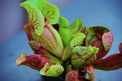 食虫植物サラセニア