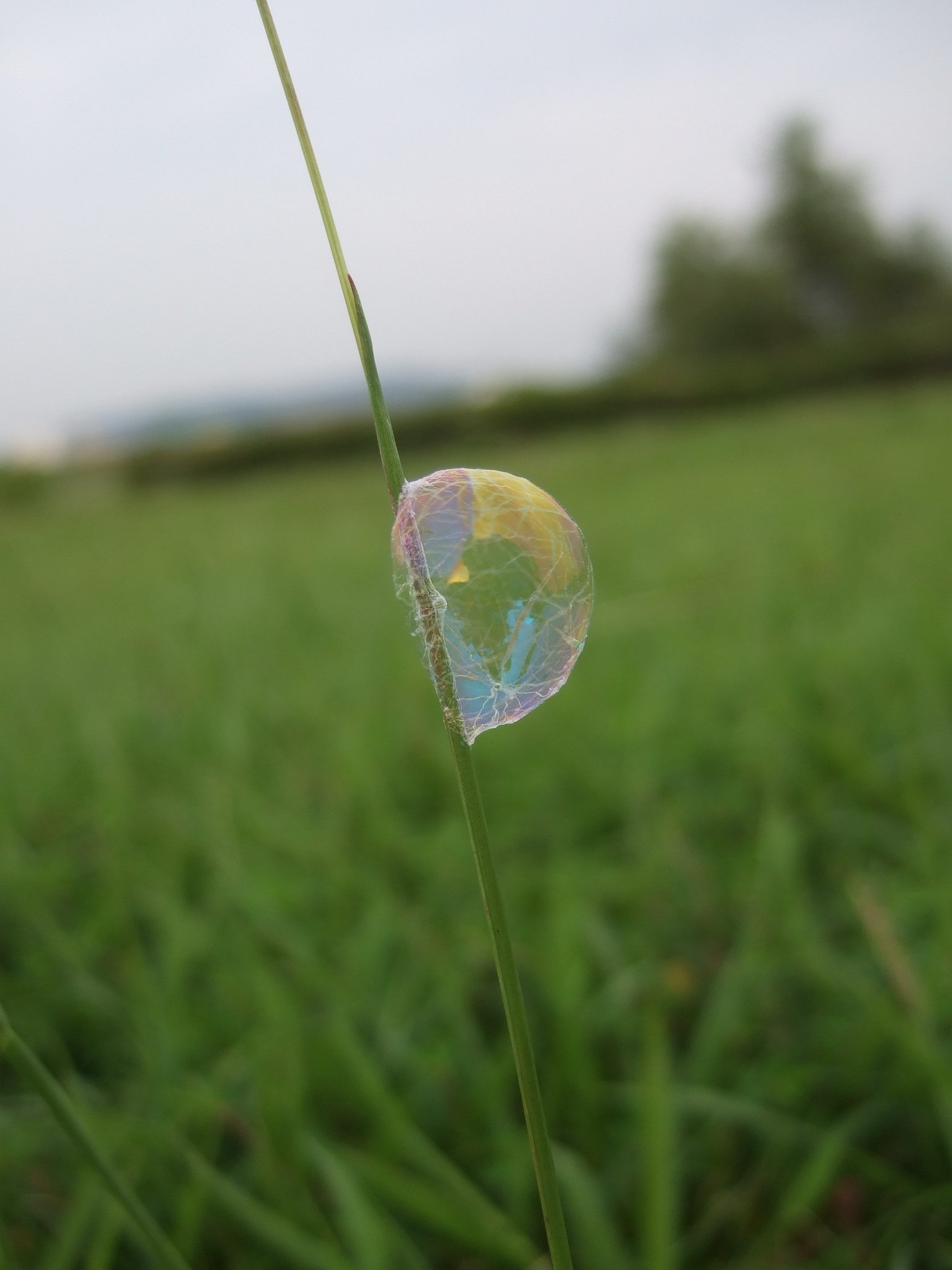 これは、何か教えて下さい。