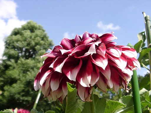 ★初秋の花々-20 ダリア⑳止